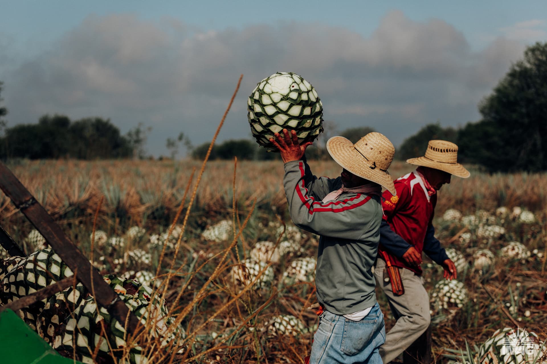 Workers lifting harvested agave hearts in the field